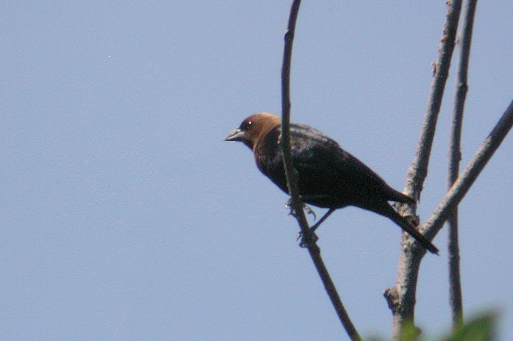 Brown-headed Cowbird - William Hull