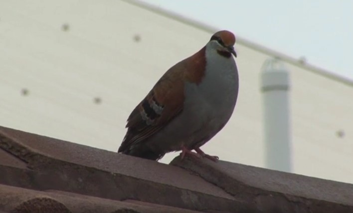 Brush Bronzewing - ML465750421