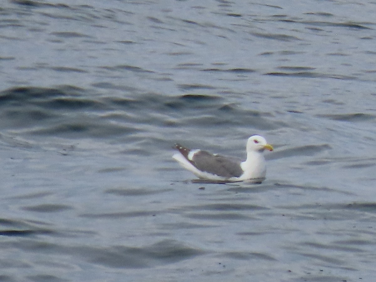 Western Gull - ML465750651