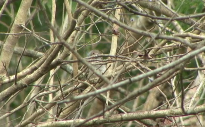 Barred Dove - ML465751211