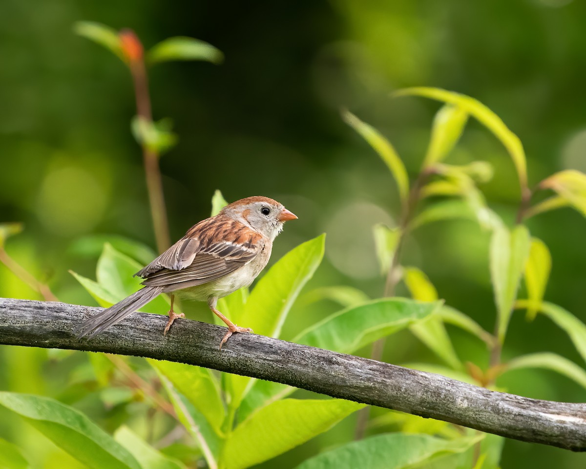 Field Sparrow - ML465751991