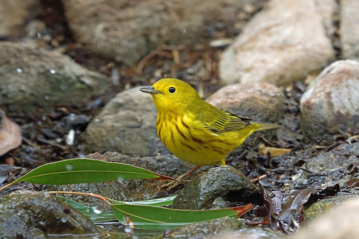 Yellow Warbler - ML46575211