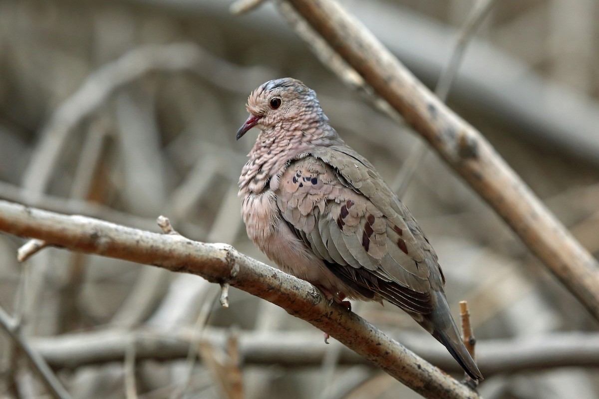 Common Ground Dove - ML46575231