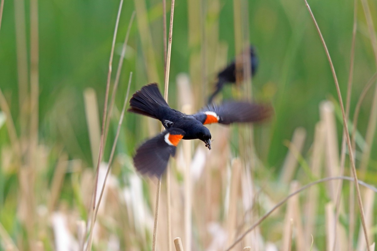 Tricolored Blackbird - Nigel Voaden