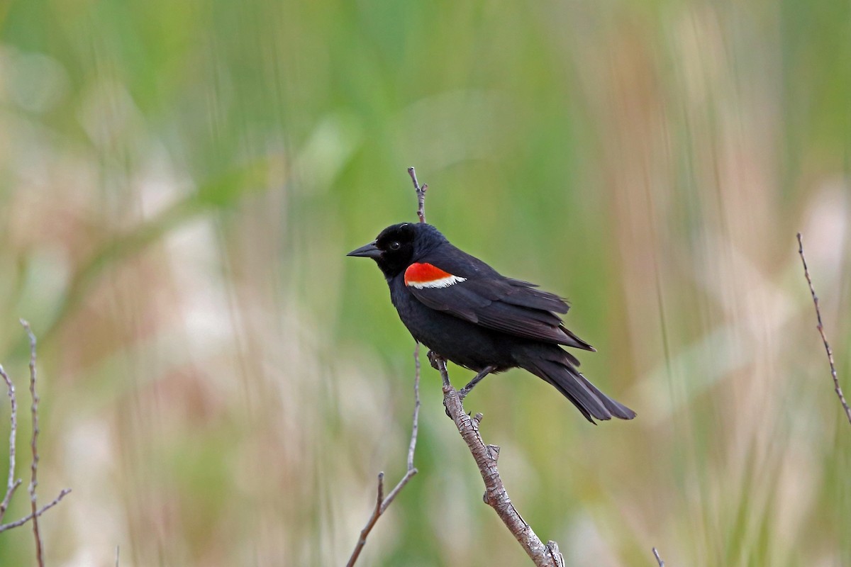 Tricolored Blackbird - ML46575441