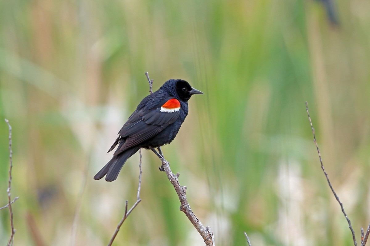 Tricolored Blackbird - ML46575451