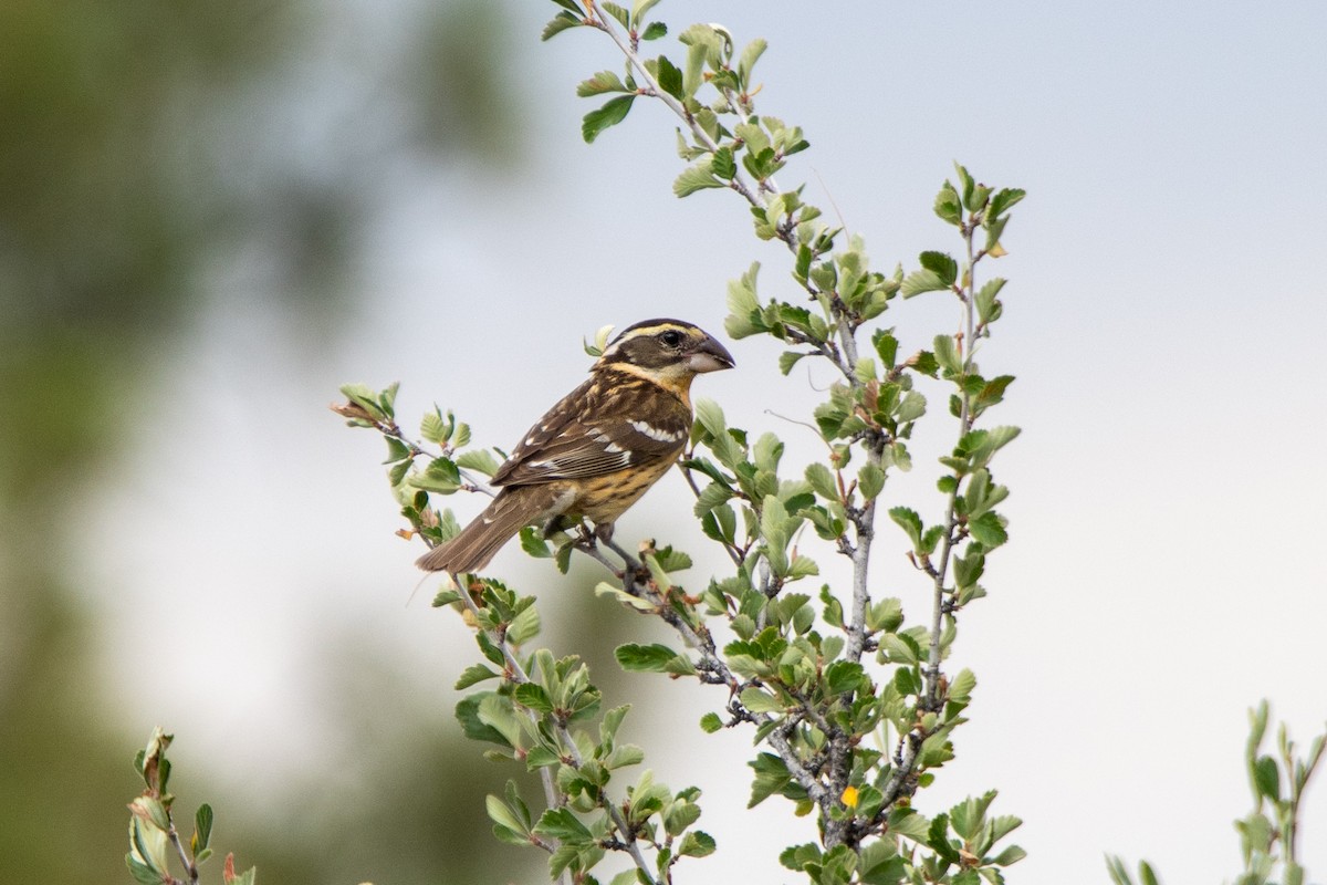 Black-headed Grosbeak - ML465755151