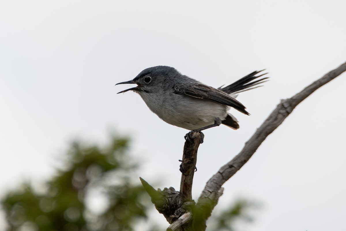 Blue-gray Gnatcatcher - ML465755181
