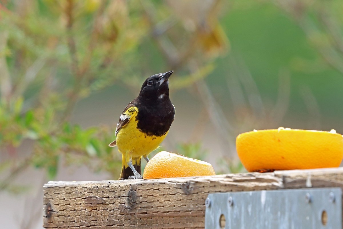 Scott's Oriole - ML46575521