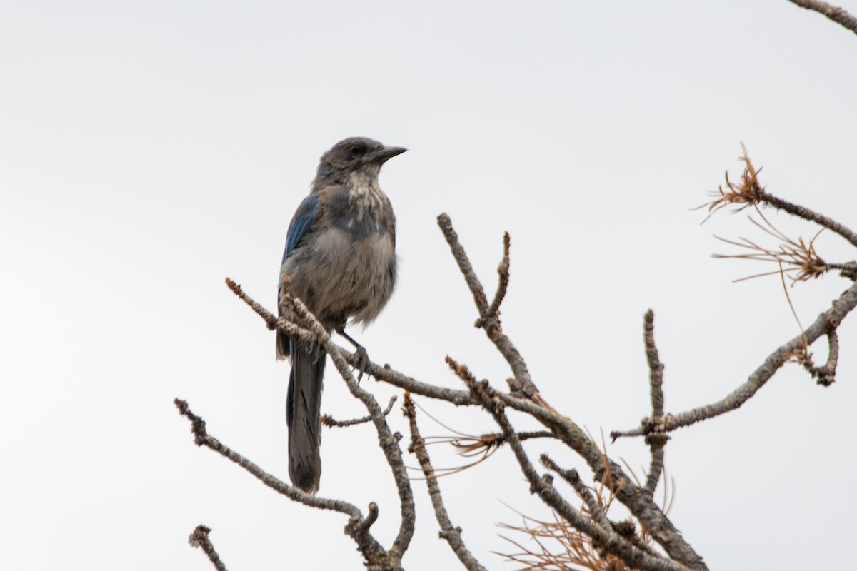 Woodhouse's Scrub-Jay - ML465755301