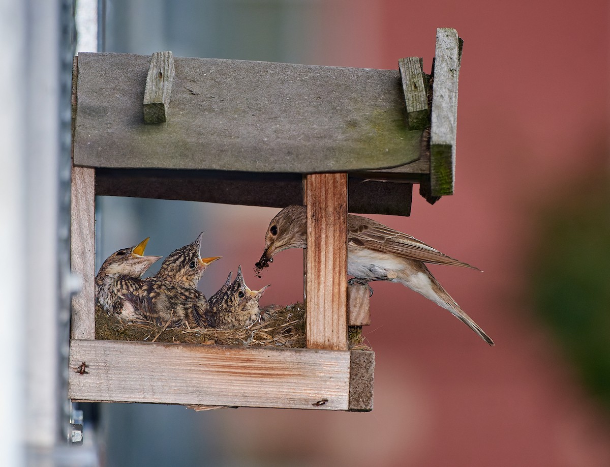 Spotted Flycatcher - ML465755531