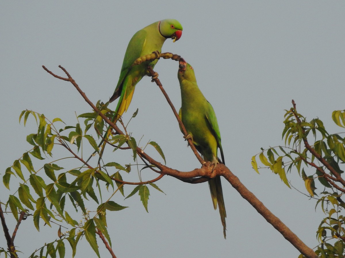 Rose-ringed Parakeet - ML46575781