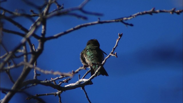 Black-chinned Hummingbird - ML465758