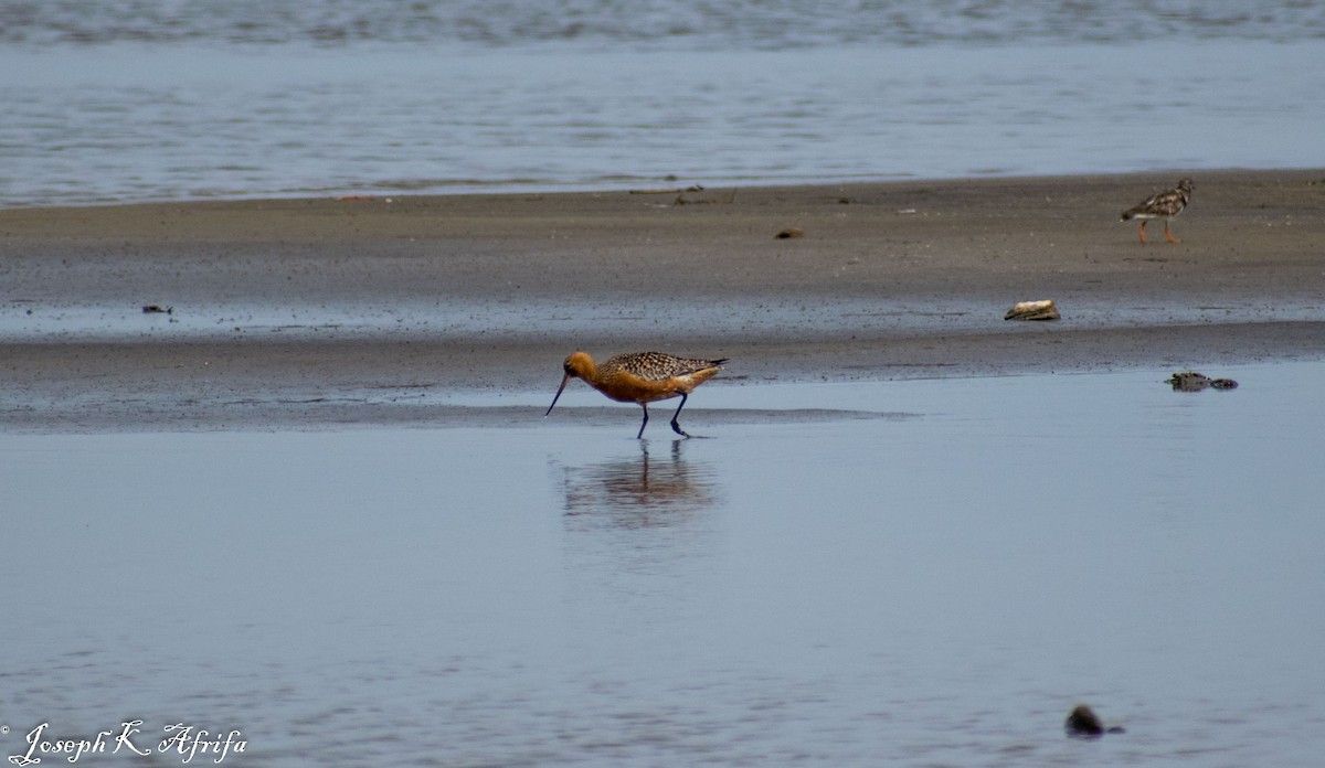 břehouš rudý - ML465758351