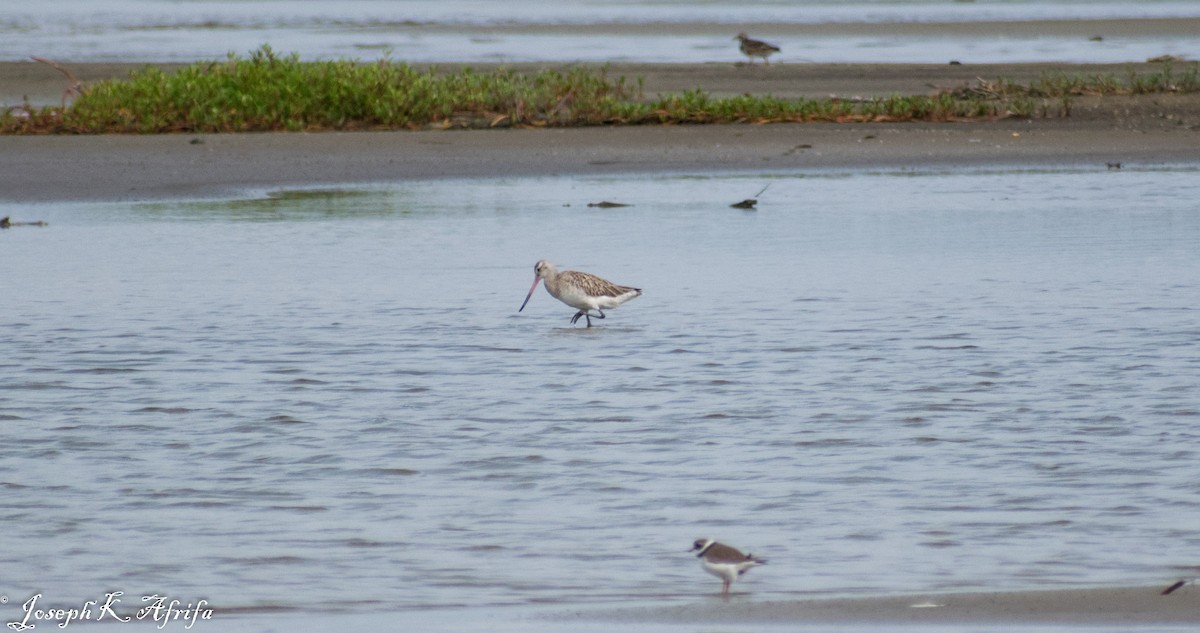 斑尾鷸 - ML465758401