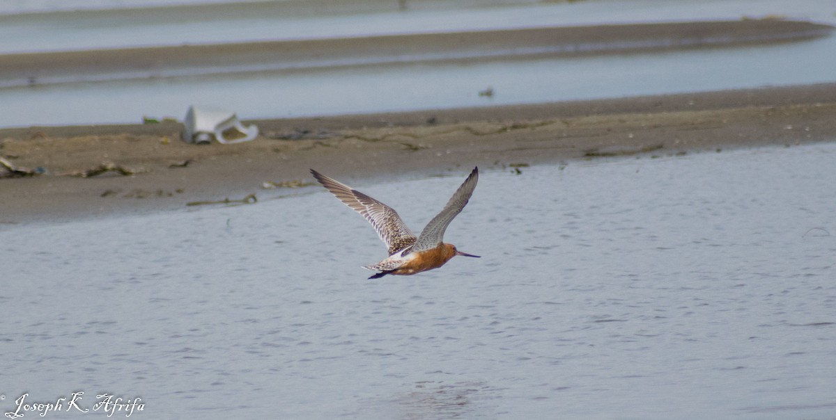 břehouš rudý - ML465758421