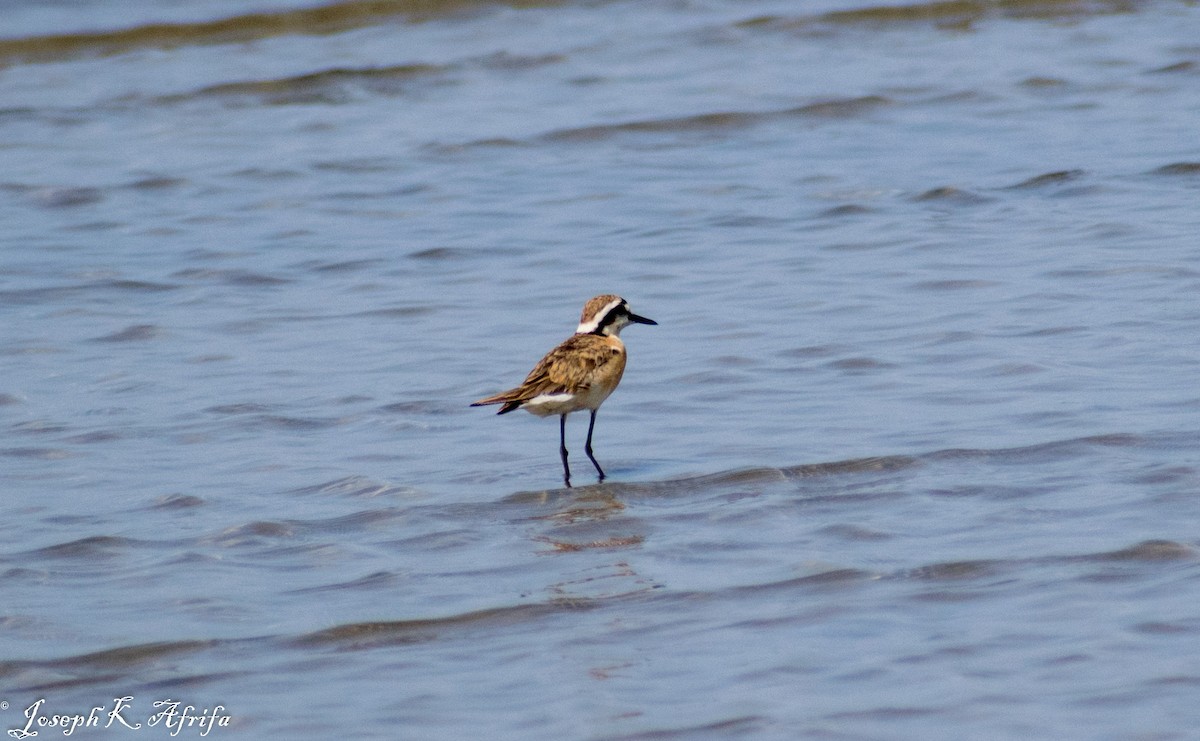 kulík africký - ML465758691