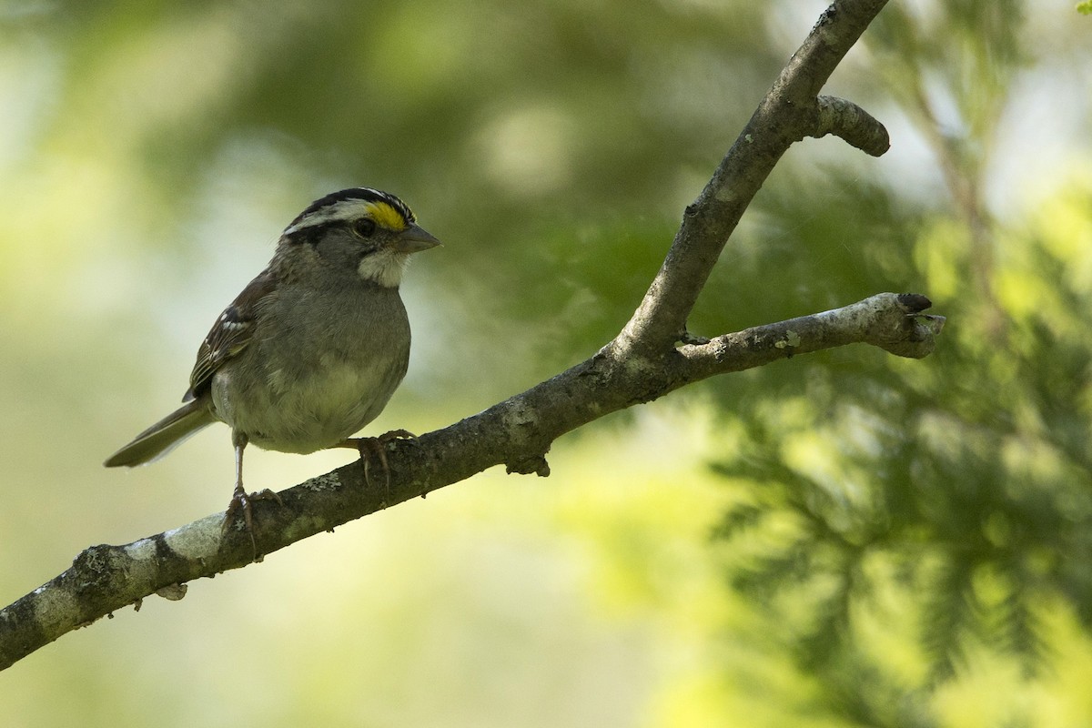 Weißkehlammer - ML465758911