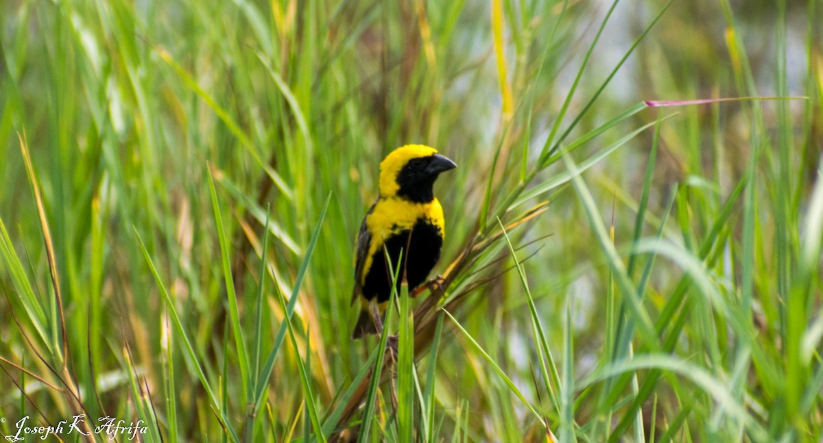 Yellow-crowned Bishop - ML465758951