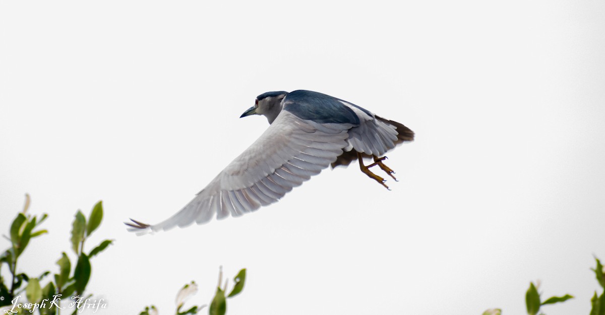 夜鷺 - ML465759021