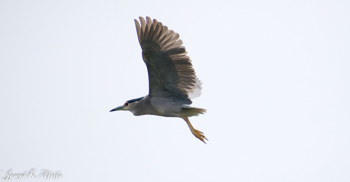 Black-crowned Night Heron - JOSEPH KWASI AFRIFA