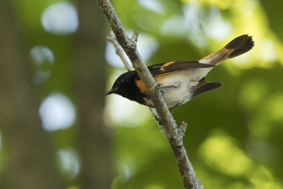 Rotschwanz-Waldsänger - ML465759061