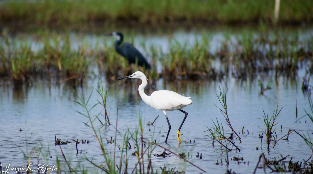 volavka přímořská - ML465759141