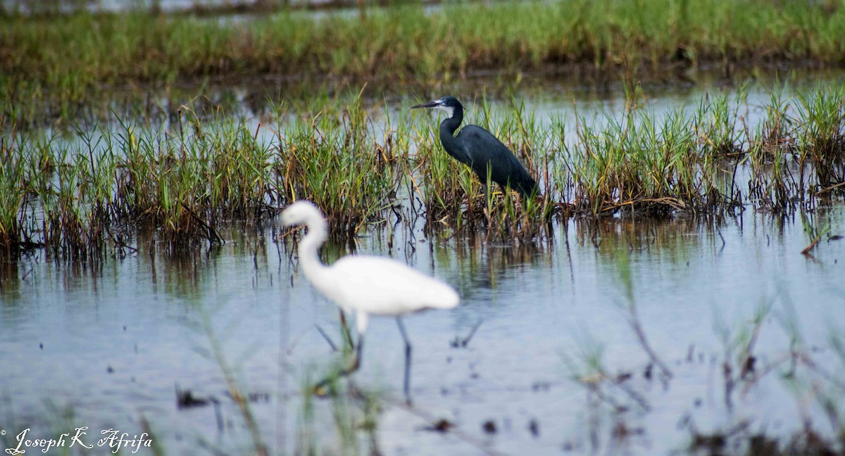 Western Reef-Heron - JOSEPH KWASI AFRIFA