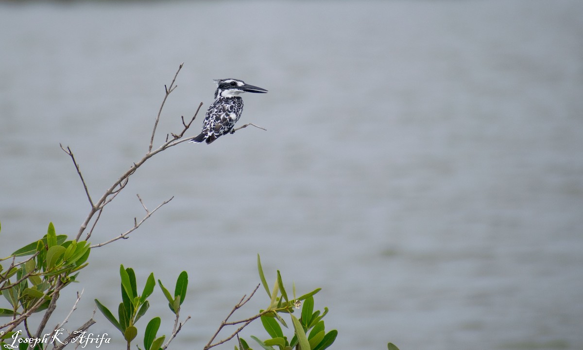 rybařík jižní - ML465759211