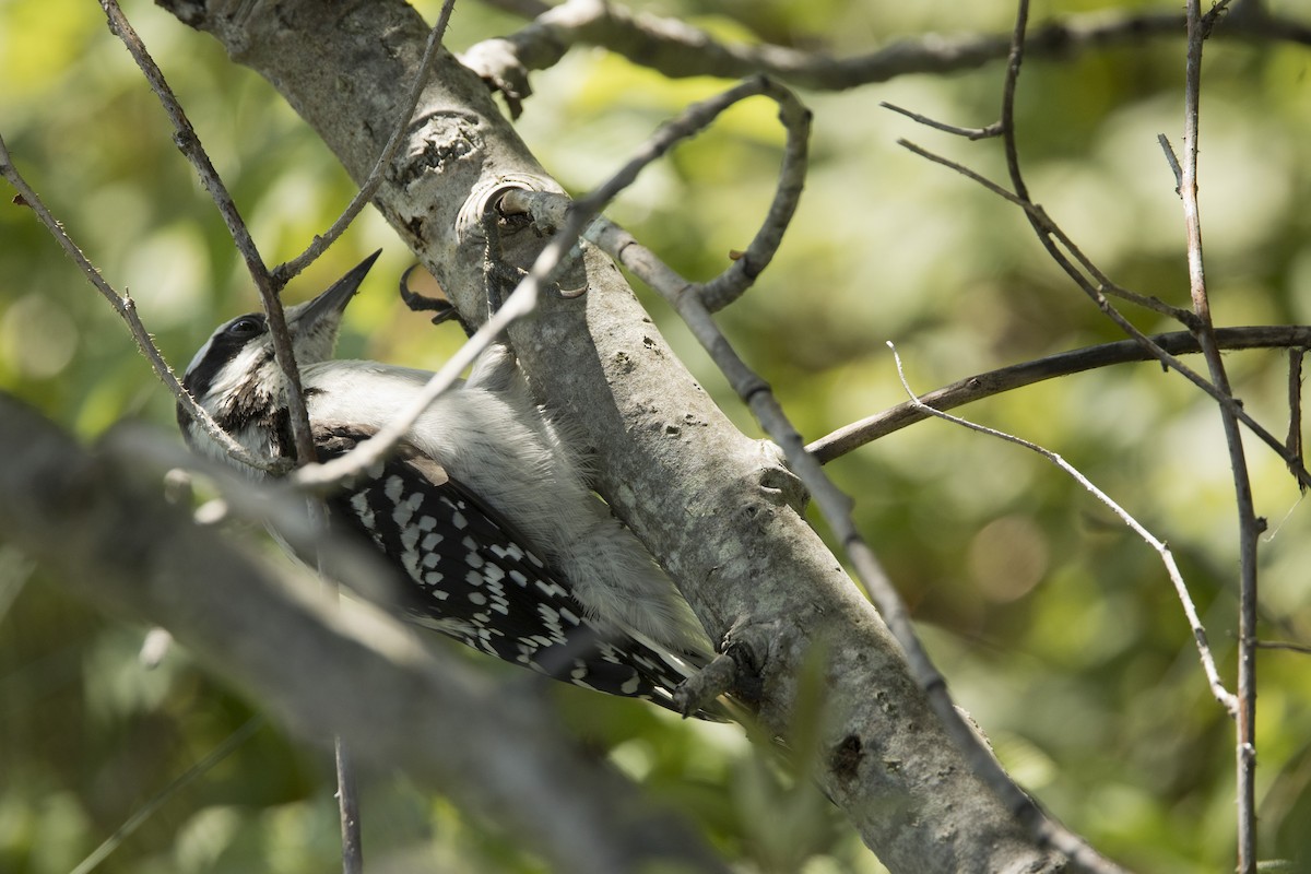 Hairy Woodpecker - ML465759491