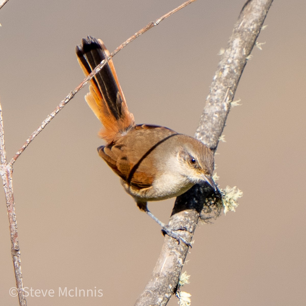 Berlepsch's Canastero - Steve McInnis