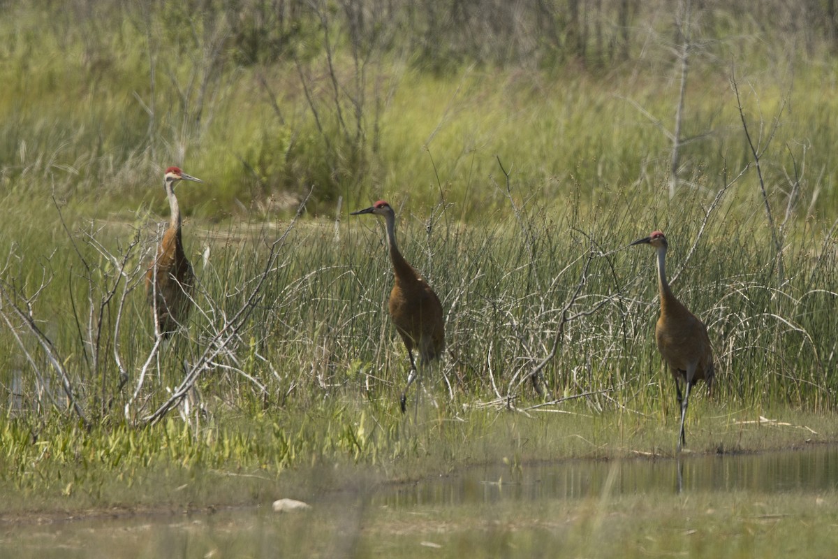 Sandhill Crane - Michael Bowen