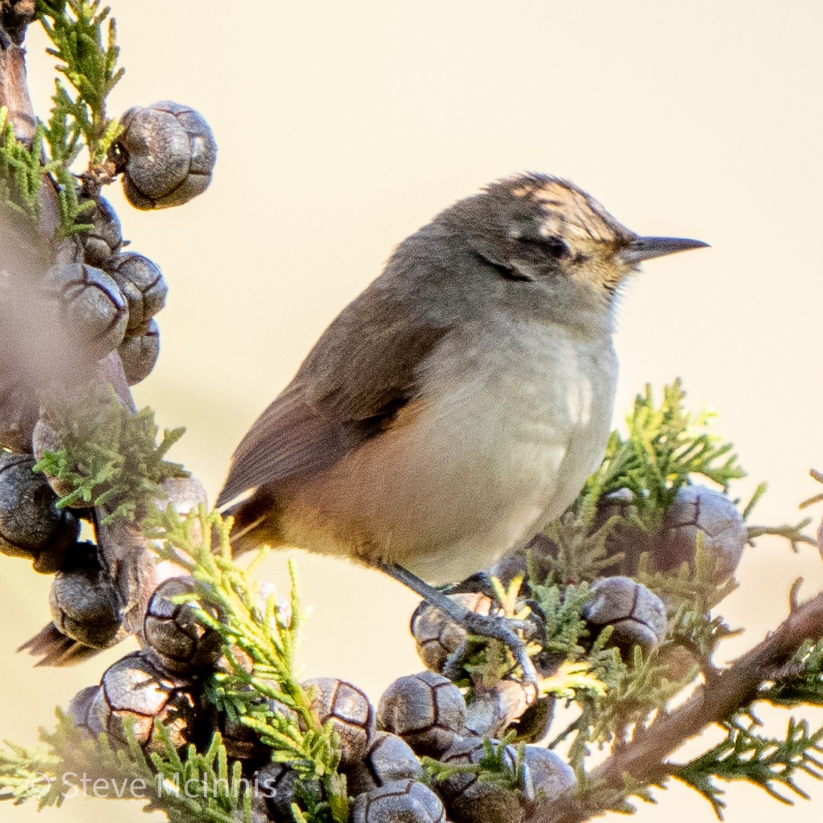 Creamy-breasted Canastero (Rusty-vented) - ML465759591