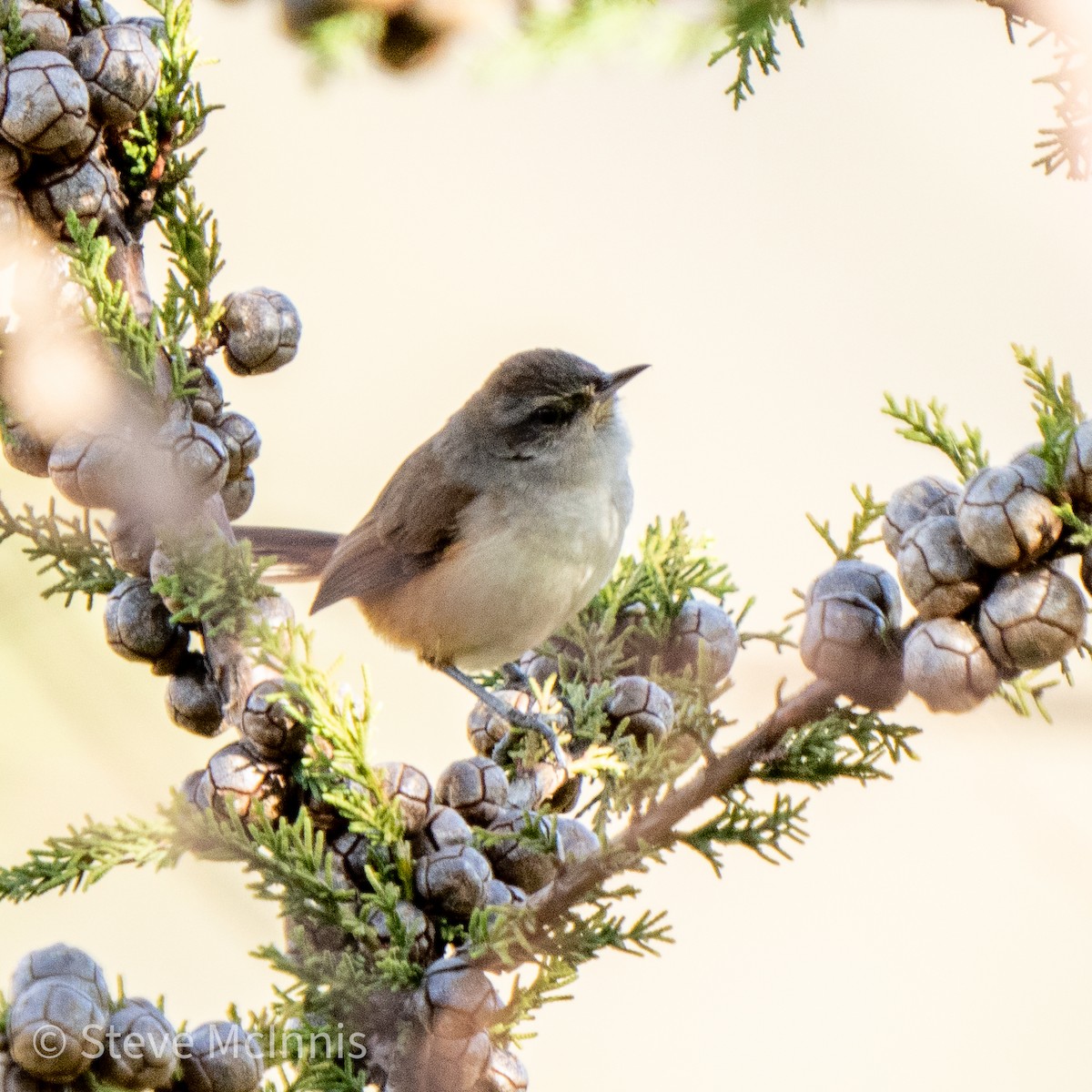 Creamy-breasted Canastero (Rusty-vented) - ML465759601