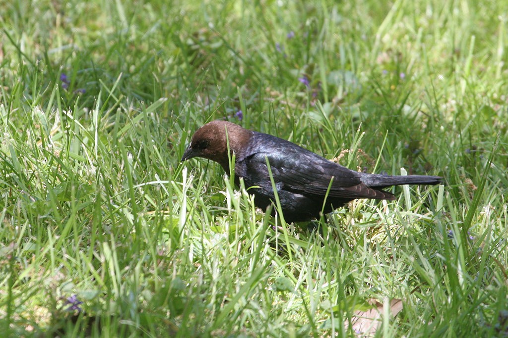 Brown-headed Cowbird - ML46575961
