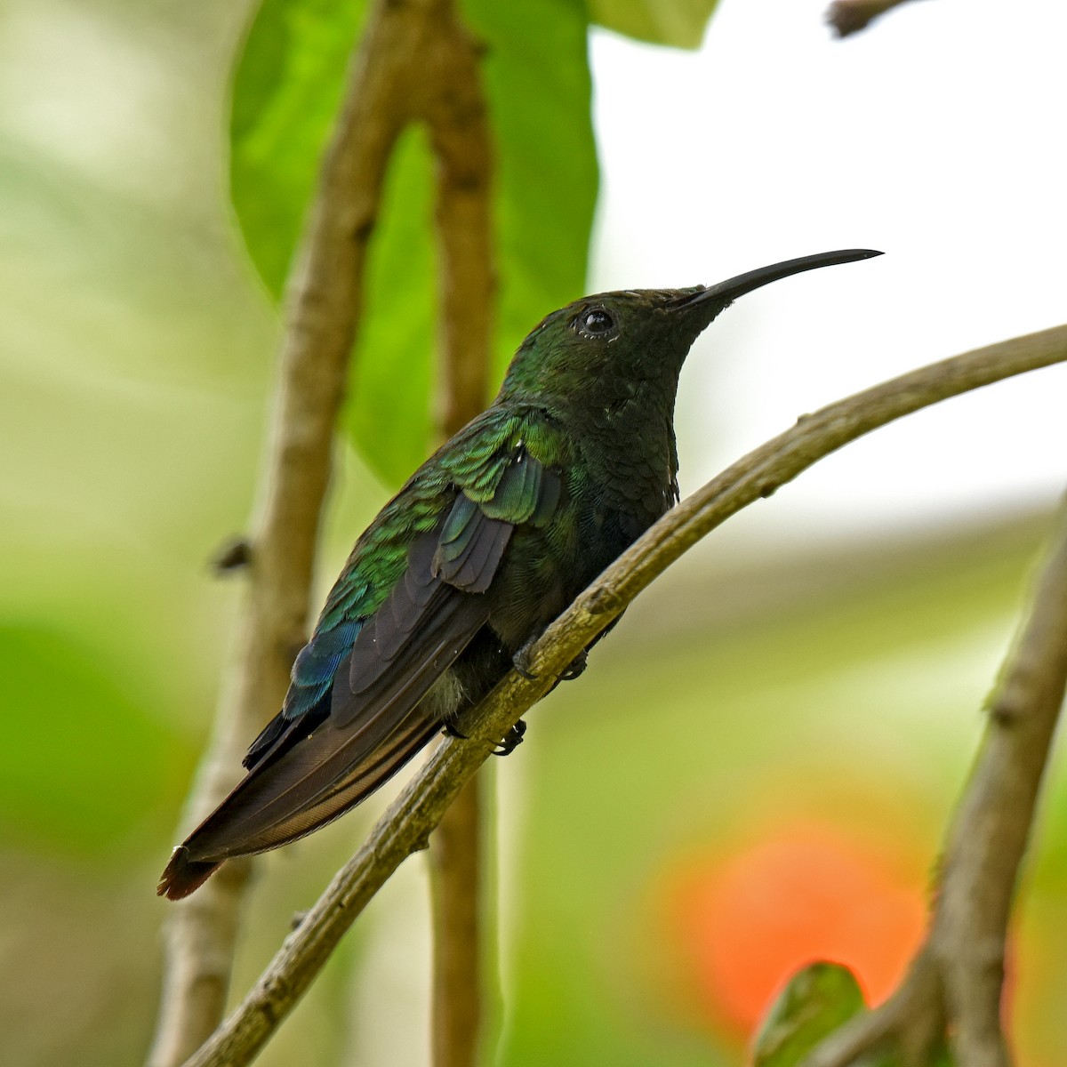 Green-throated Carib - ML465762661