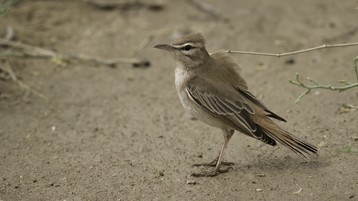 Rufous-tailed Scrub-Robin (Rufous-tailed) - ML465762971