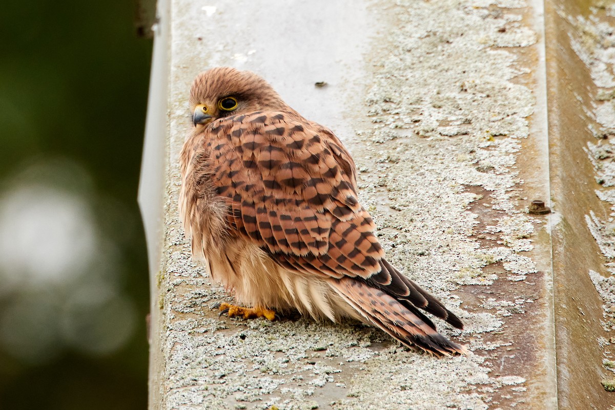 Eurasian Kestrel - Bob  Wood