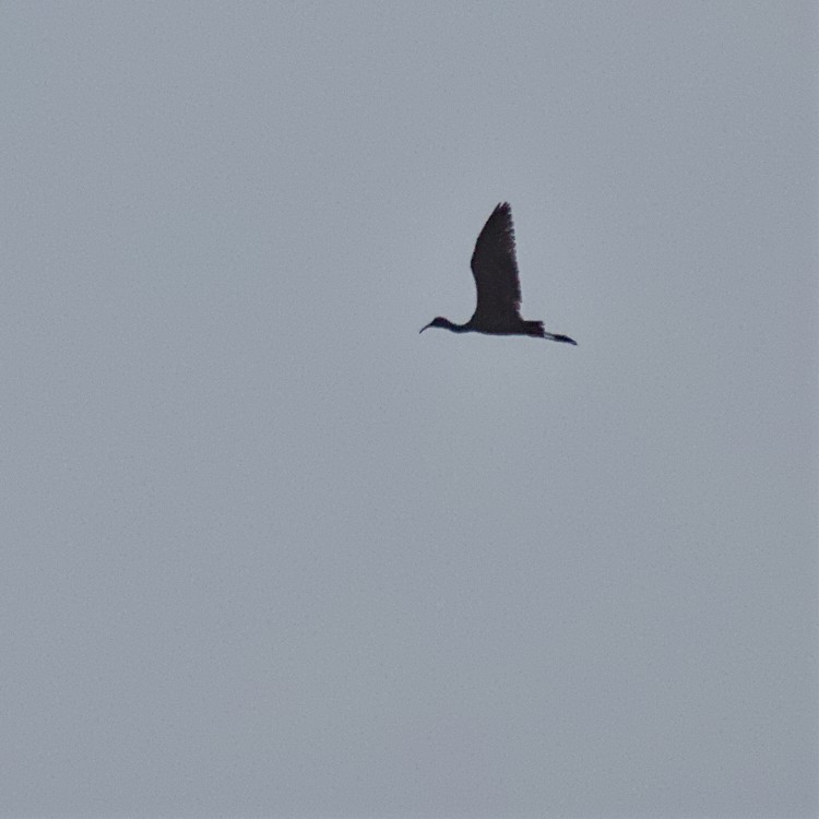 Glossy Ibis - ML465763841