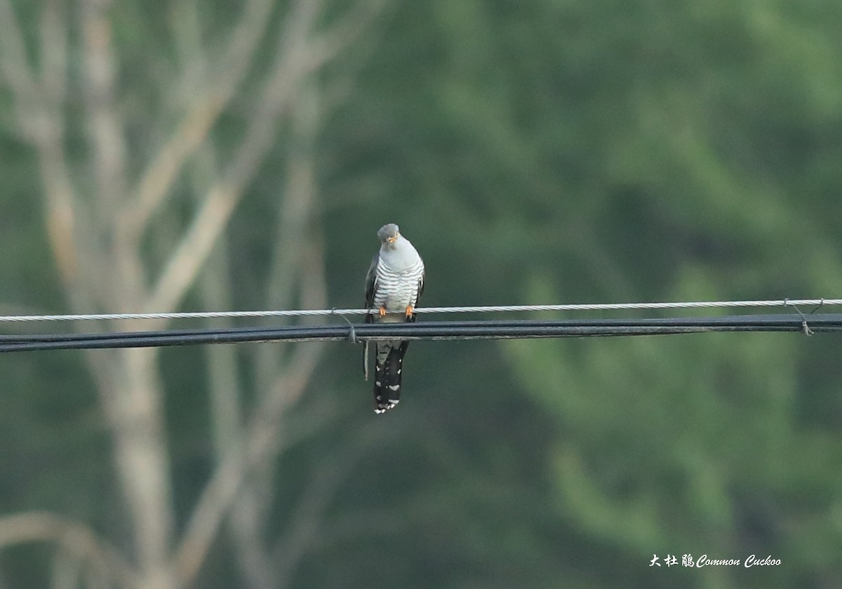 Coucou gris - ML465764131