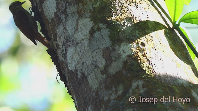 Wedge-billed Woodcreeper - ML465764591