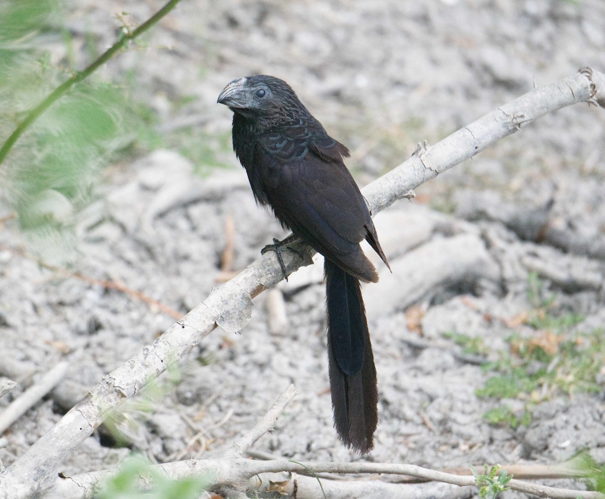 Groove-billed Ani - ML465764631