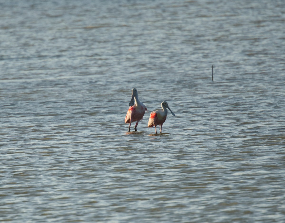 Roseate Spoonbill - ML465764701