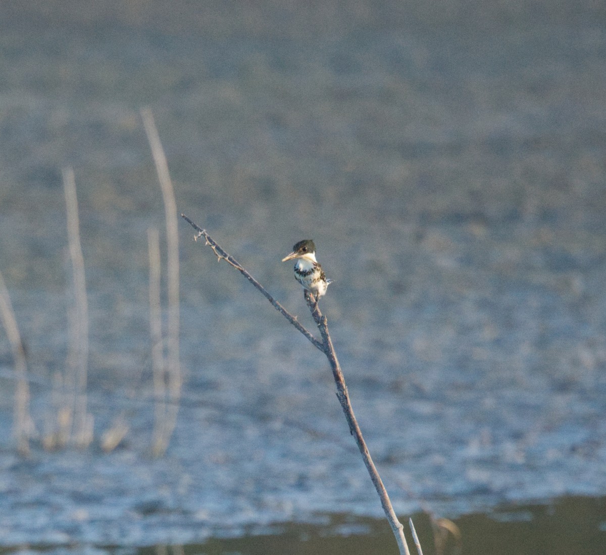 Martin-pêcheur vert - ML465764731