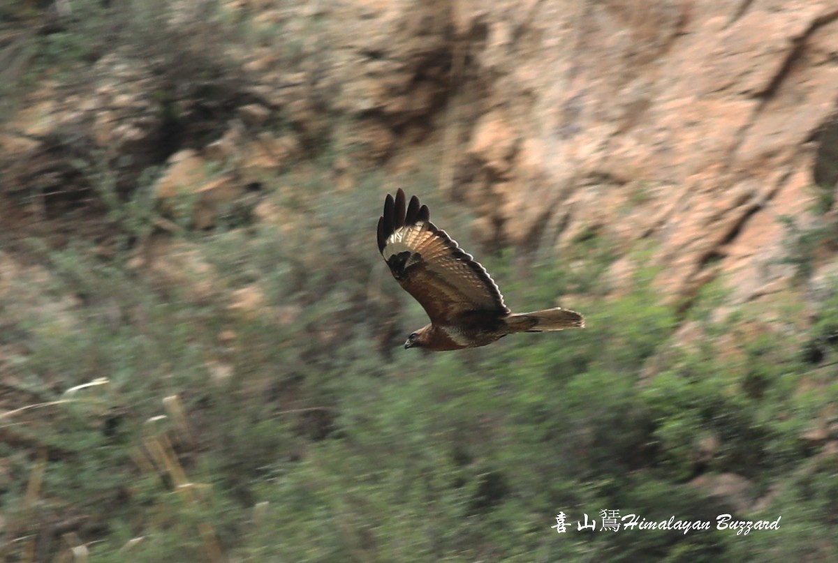 Himalayan Buzzard - Qiang Zeng