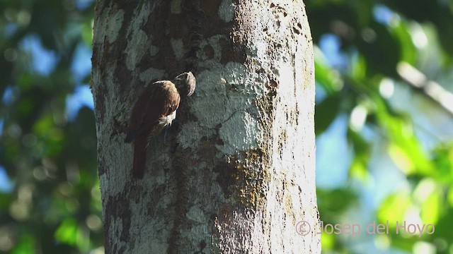 Wedge-billed Woodcreeper - ML465765091