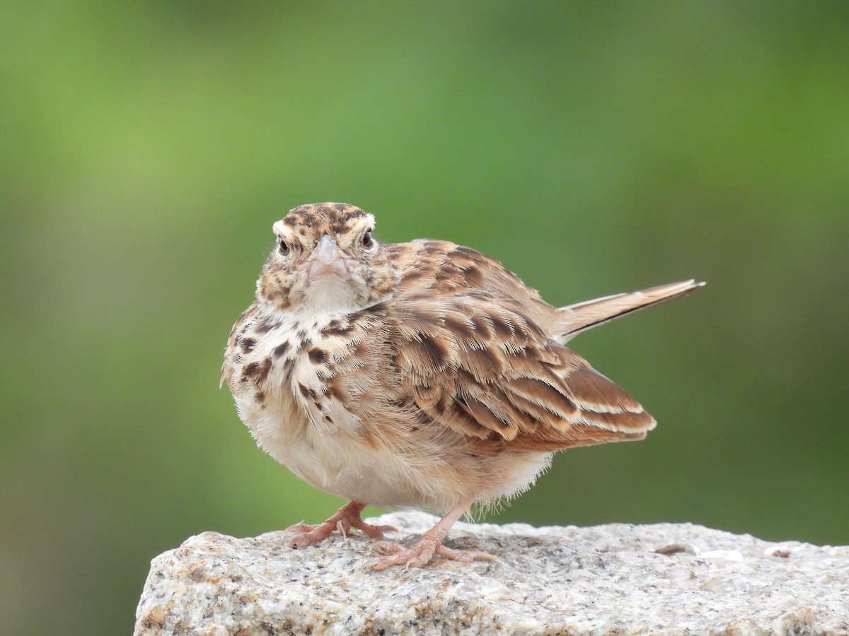 Indian Bushlark - ML465765351