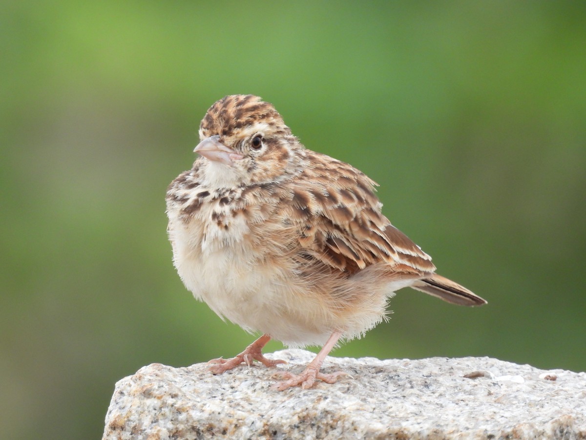 Indian Bushlark - ML465765411