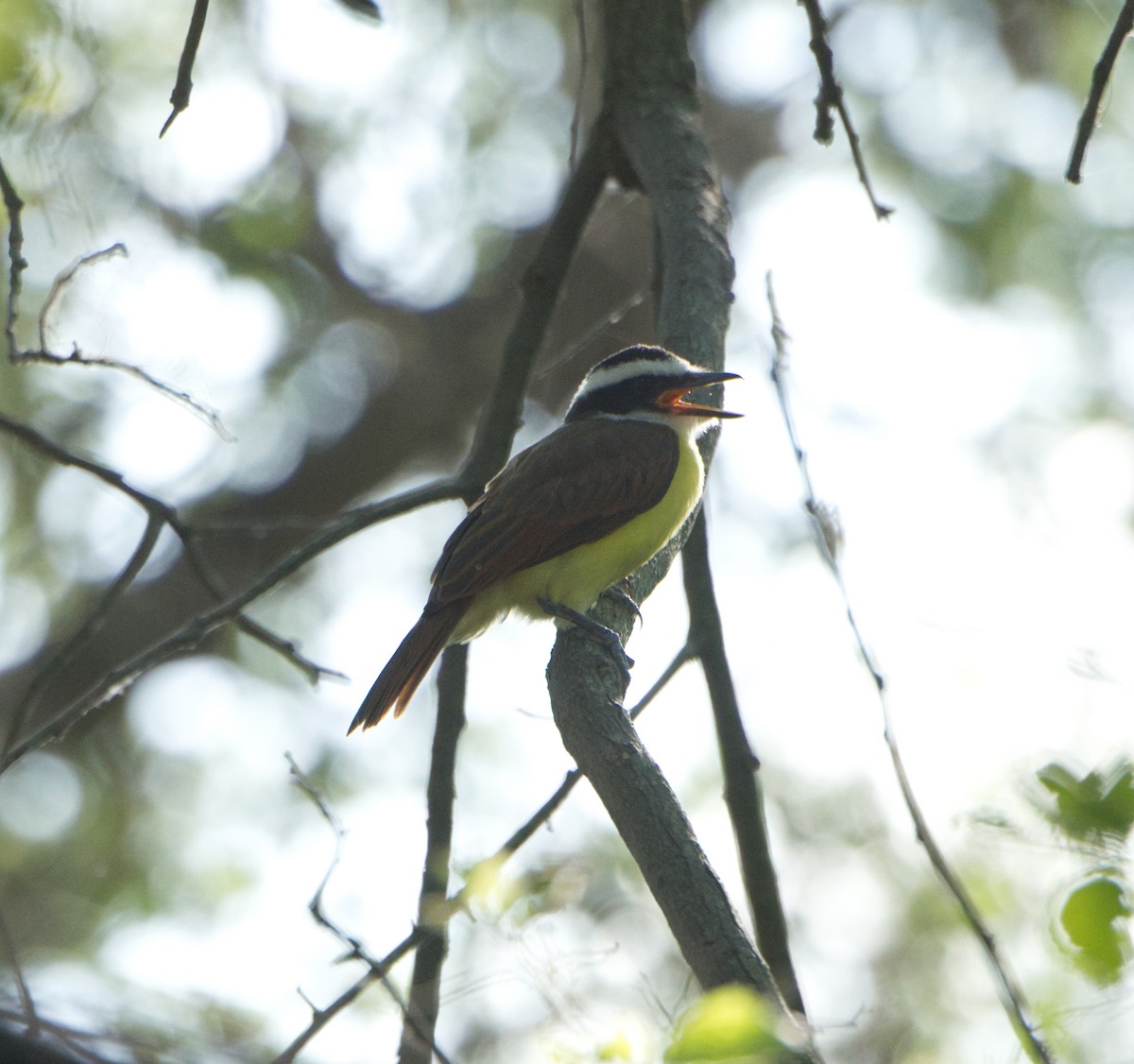 Great Kiskadee - ML465765431