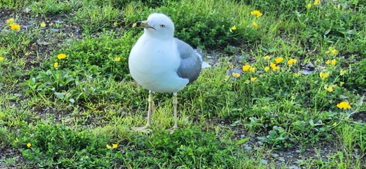 Ring-billed Gull - ML465765571